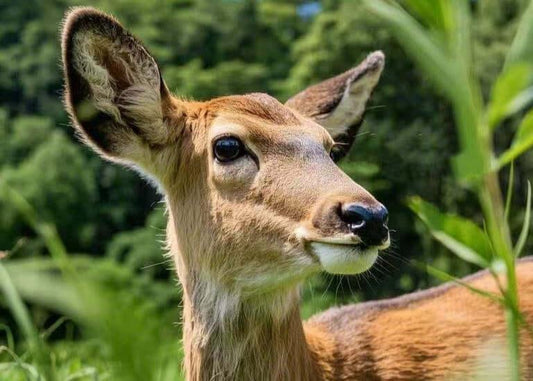 SNZYSOCK × Père David's Deer: Discover the Magic of the "Four Unlikes"! - snzysock
